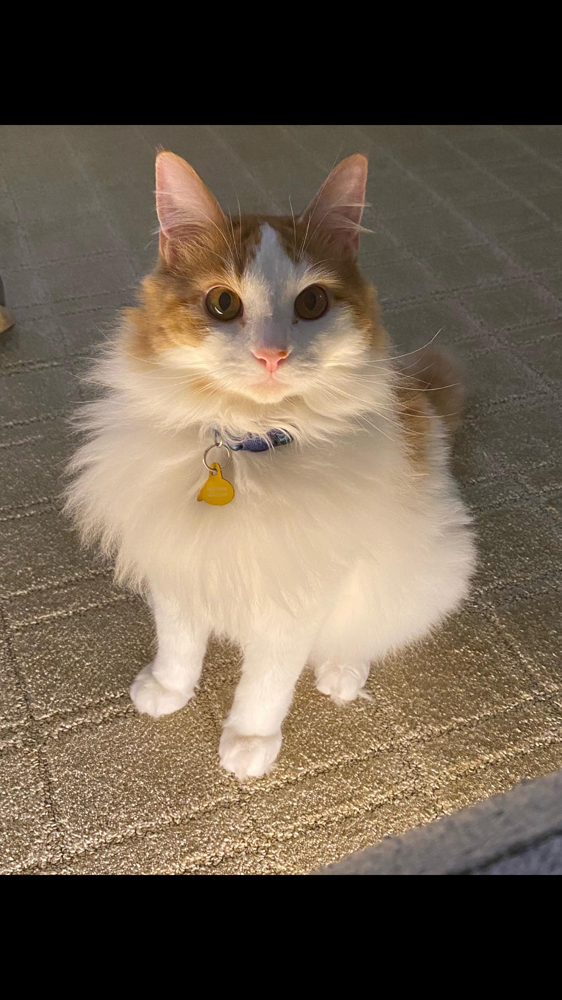 kitty klow Milo the cat torments neighbor's dogs from shed All toy material used TEXAS TOUCH AESTHETICS - healthy liver Size:180 Day Supply - SUB
