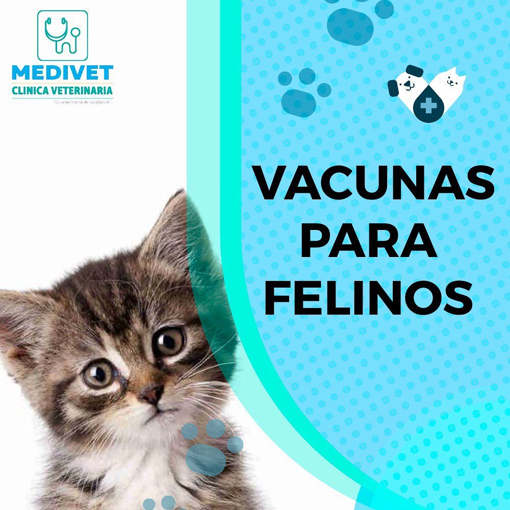 Vacunas felinos: 😺Vacuna... - Clinica Veterinaria MediVet | Facebook