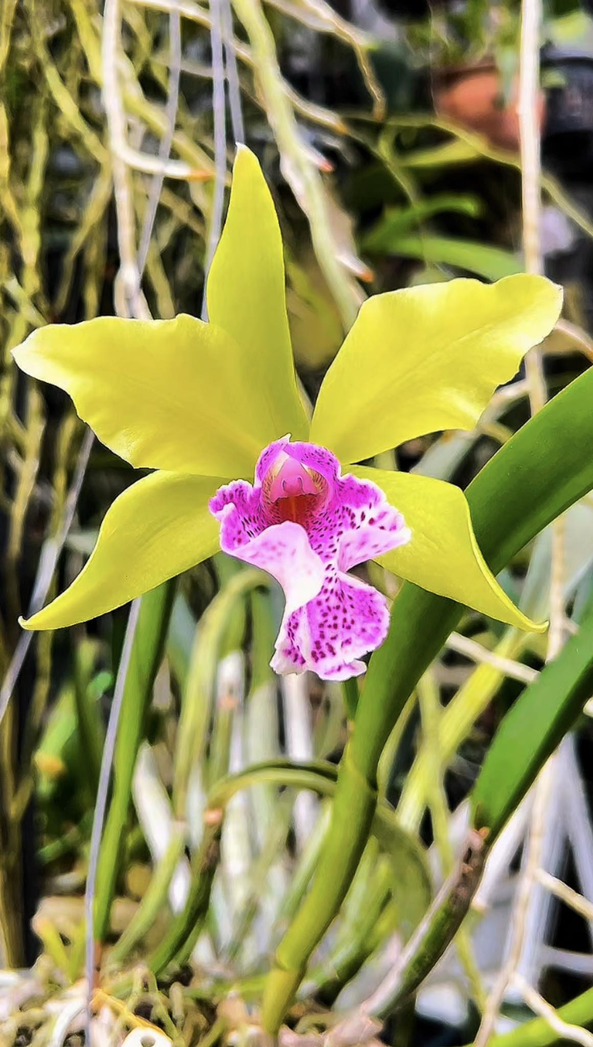 Blc. Mem. Helen Brown ' Showpiece' AM/AOS ( division