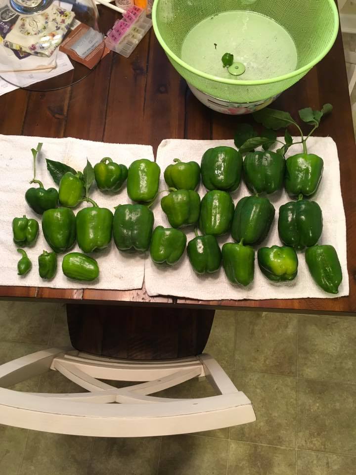 50+ Seeds Aji Dulce Red Sweet Venezuelan National Pepper Premium Seed Packet More Seeds Perfect For Planting And Gifting