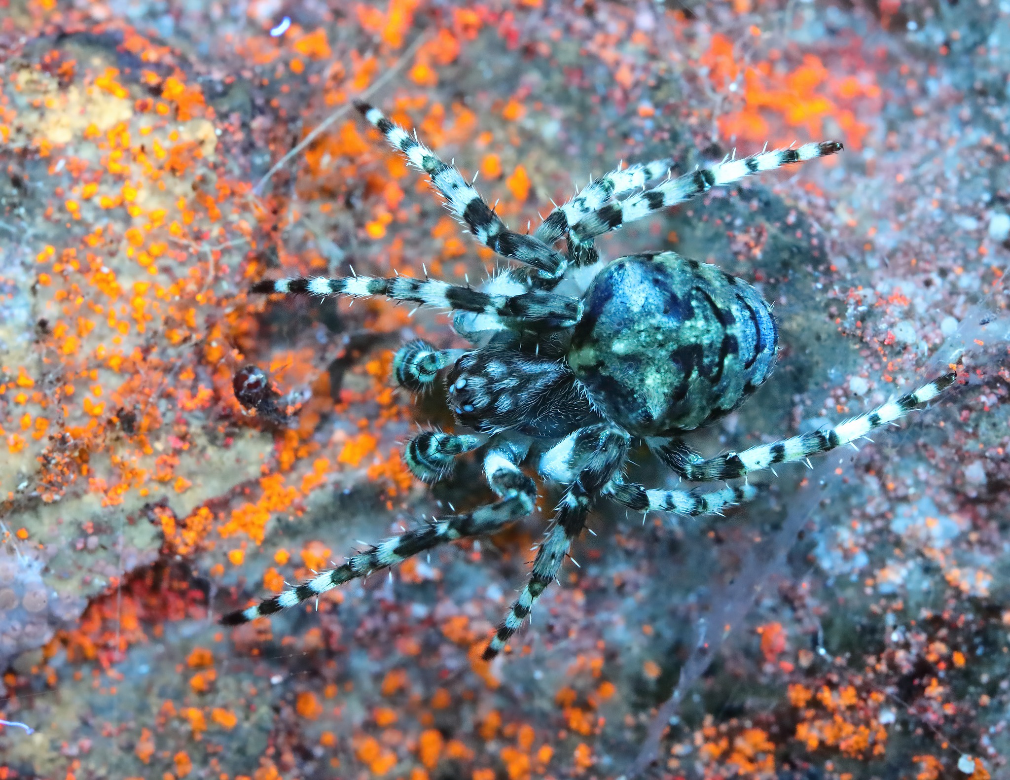 Adam - Gibbaranea gibbosa subadult male. Unfortunately, he scarpered ...