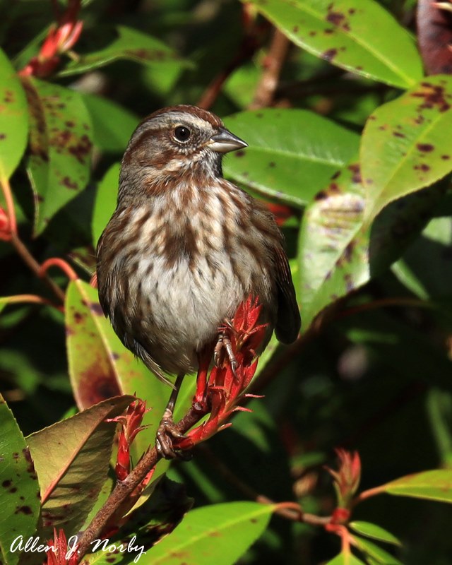 And finally from Oregon Ridge, a song sparrow.