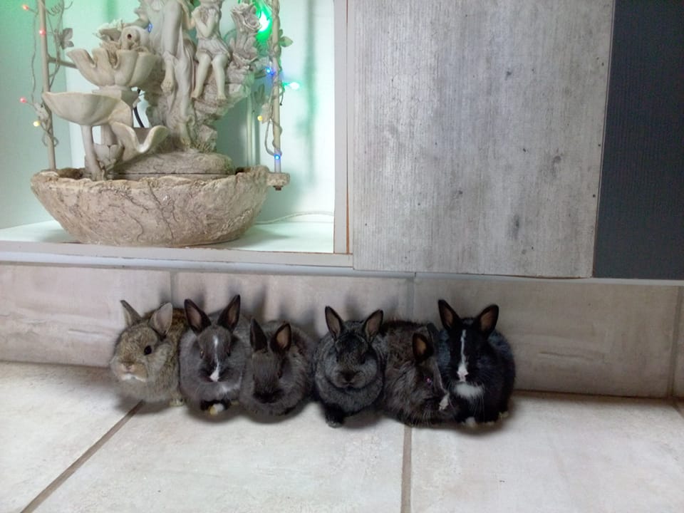 Rabbit Lovers, Breeders, Farmers of South Africa🐇 | Facebook