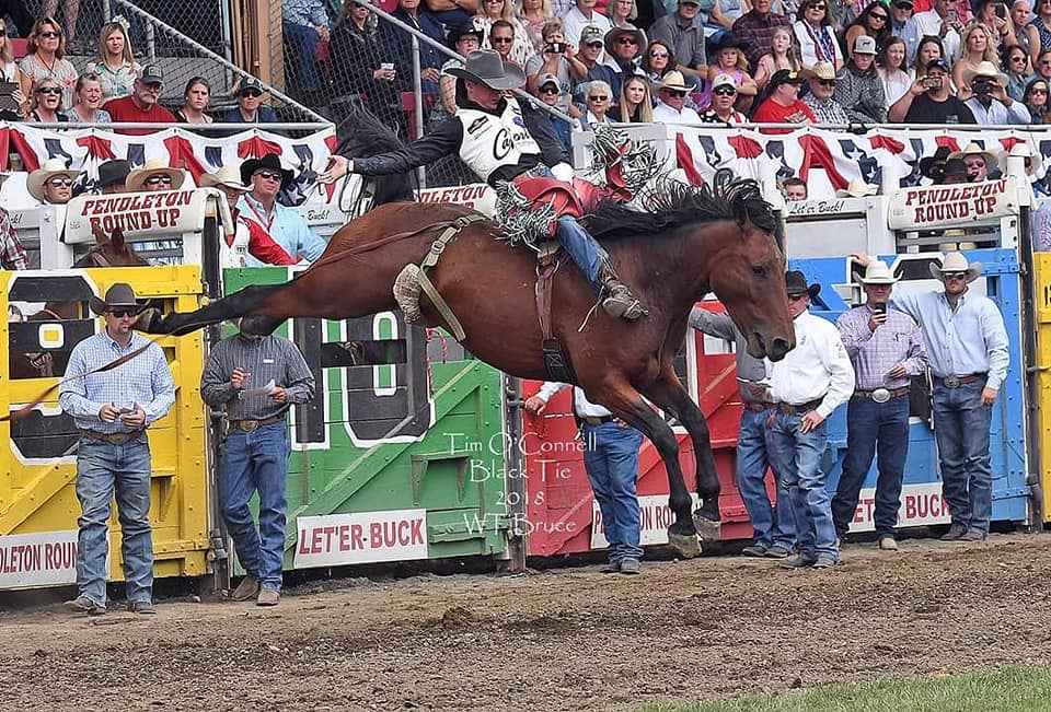 Jake Wright Professional saddle Bronc Rider