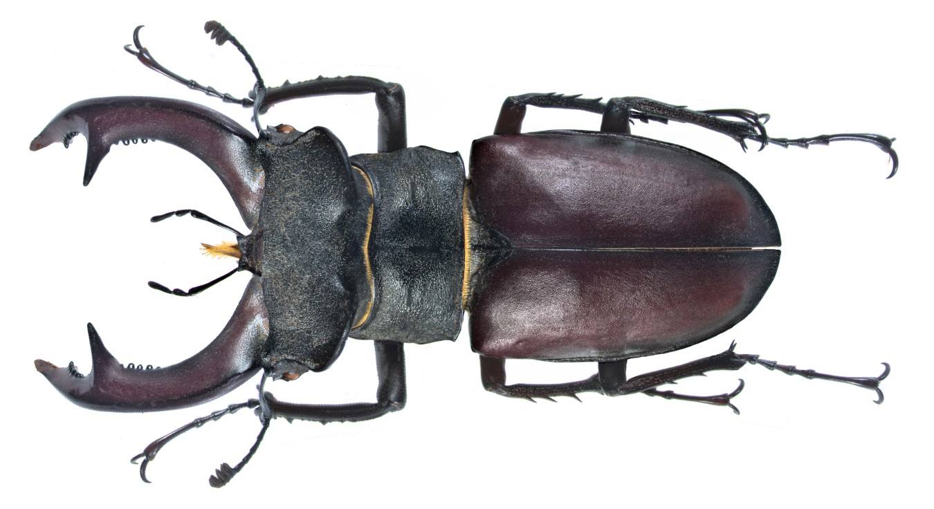 Ecologia alimentare delle larve di cervo volante Lucanus cervus Di 