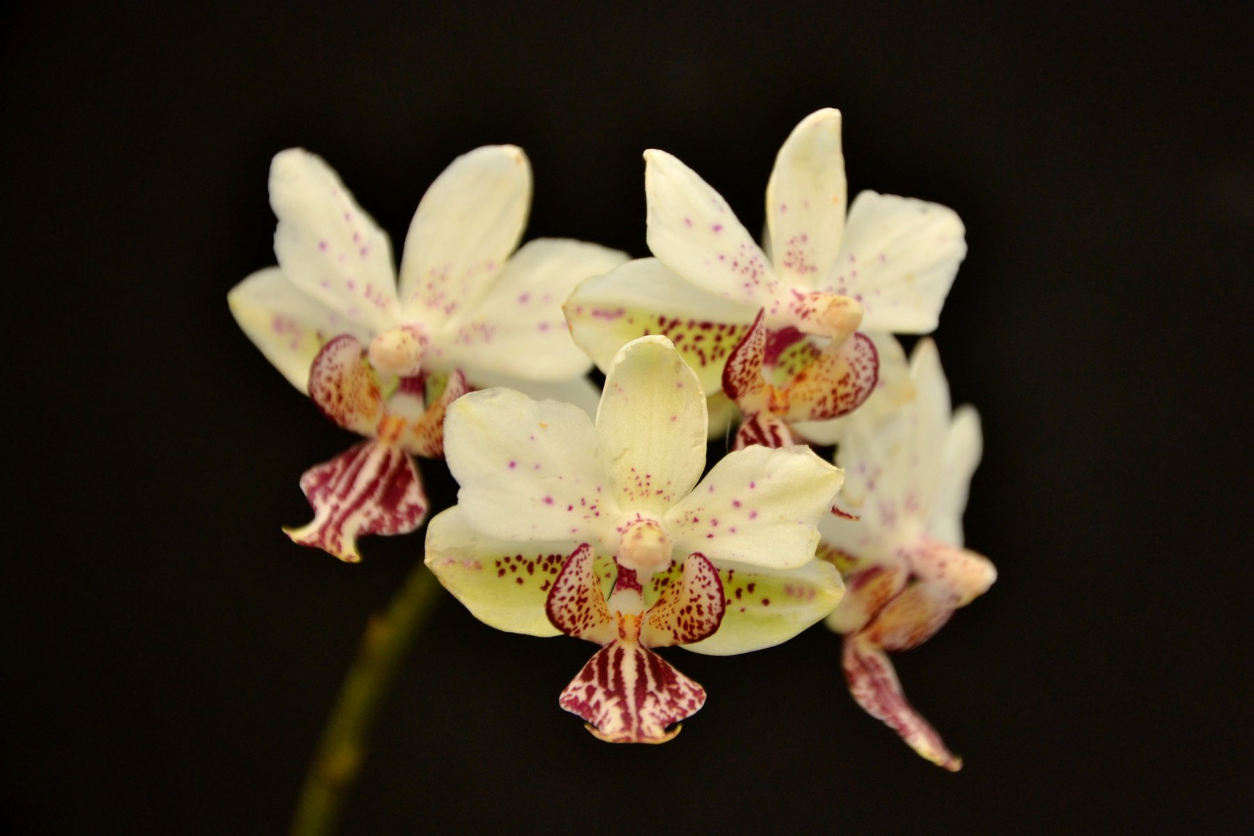 Phalaenopsis stuartiana x sib First bloom 2025 #靜靜養蘭 #我愛原生