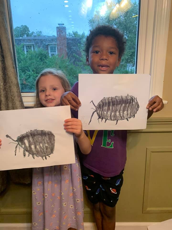 Art - Learn how to draw a realistic roly-poly pill bug! This lesson is ...