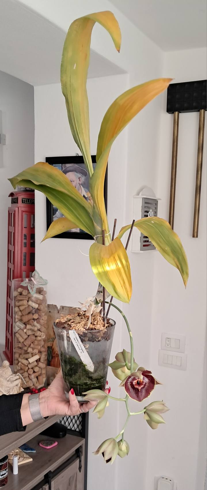 Catasetum Orchidglade Jack of Diamond