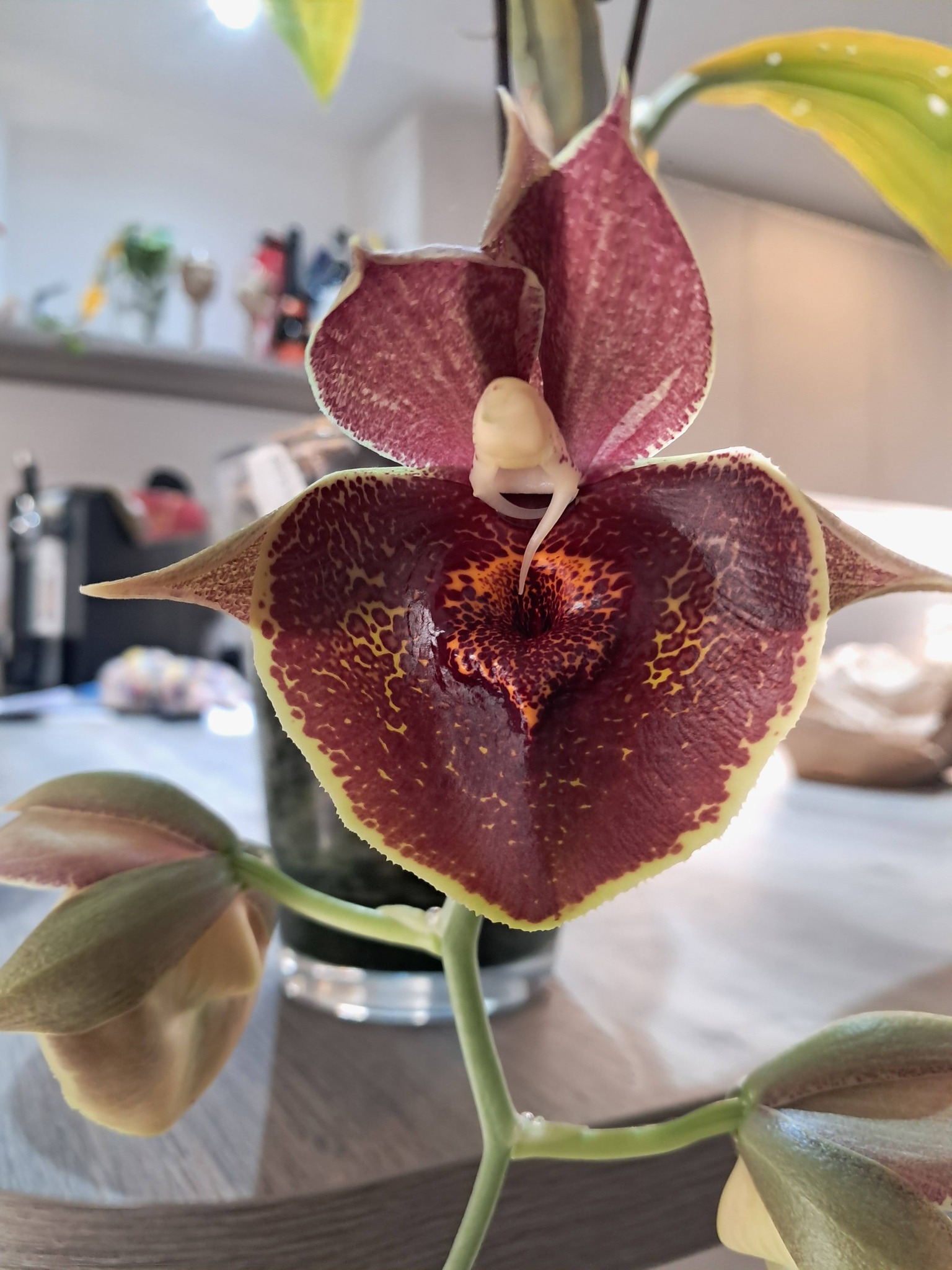 Catasetum Orchidglade Jack of Diamond
