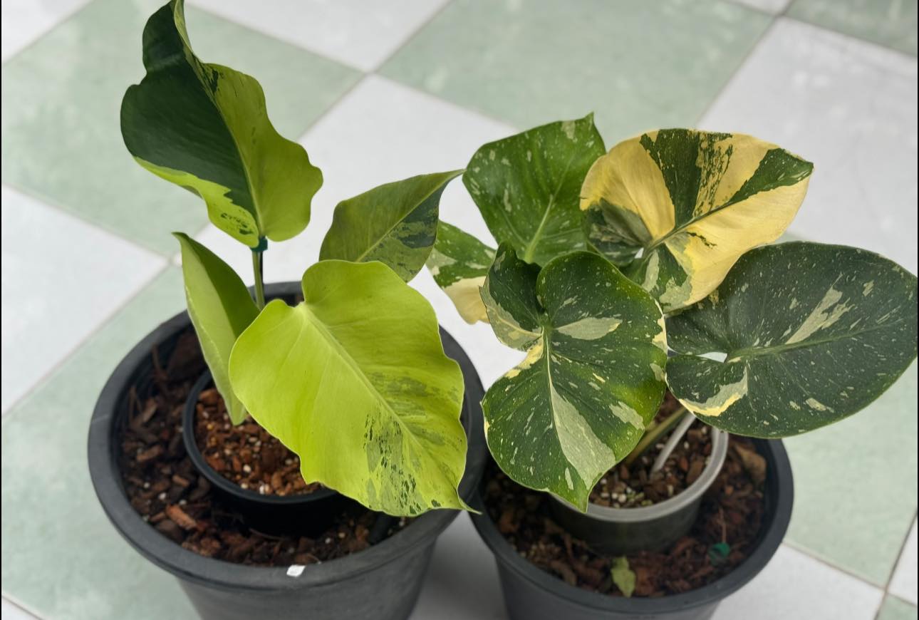 Monstera Deliciosa Platinum cup double mint compact form ❤️