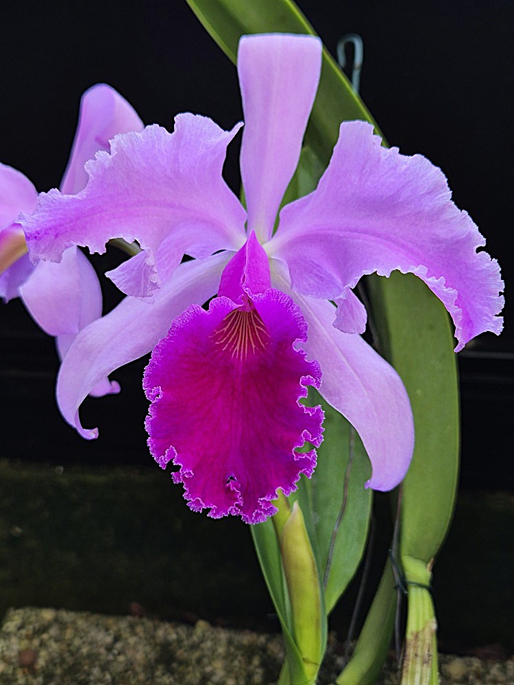 Cattleya Dupreana (C. warscewiczii x C. warneri)