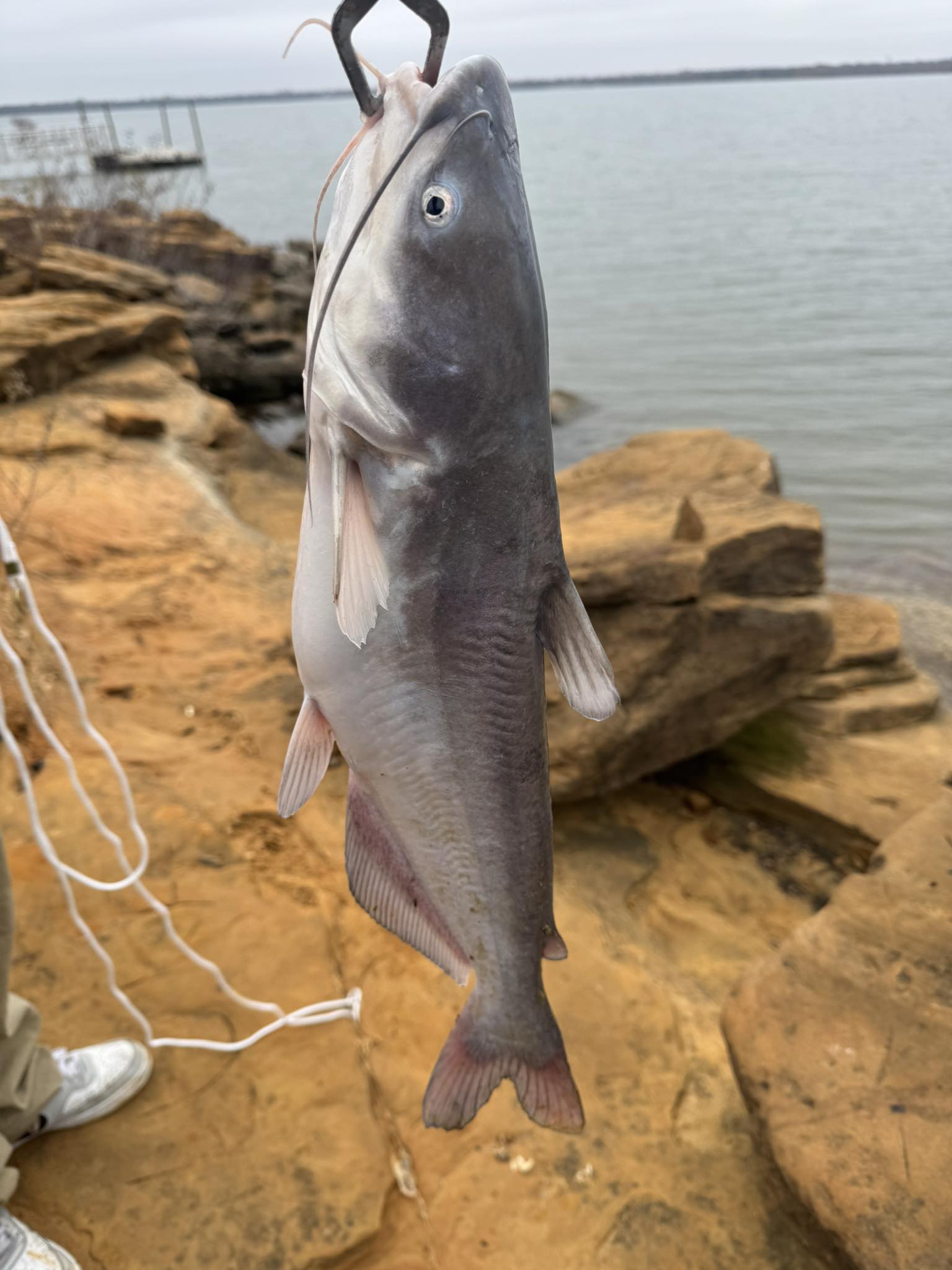 cat fishing without pole Fiblink Catfish Rods, 2 Piece Catfishing Pole, Portable Travel  fiblink Rugged construction and built to withstand fighting monster catfish Secret Catfish Method: No Weights