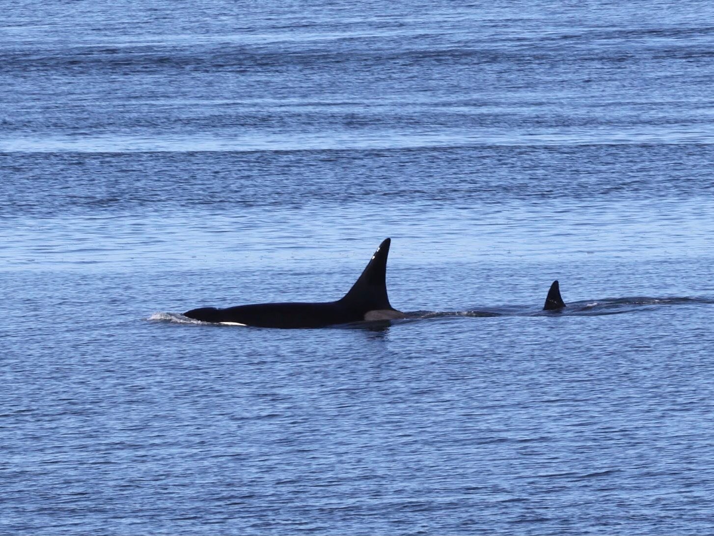 Mystery orcas spotted in Colvos Passage | Tacoma, WA