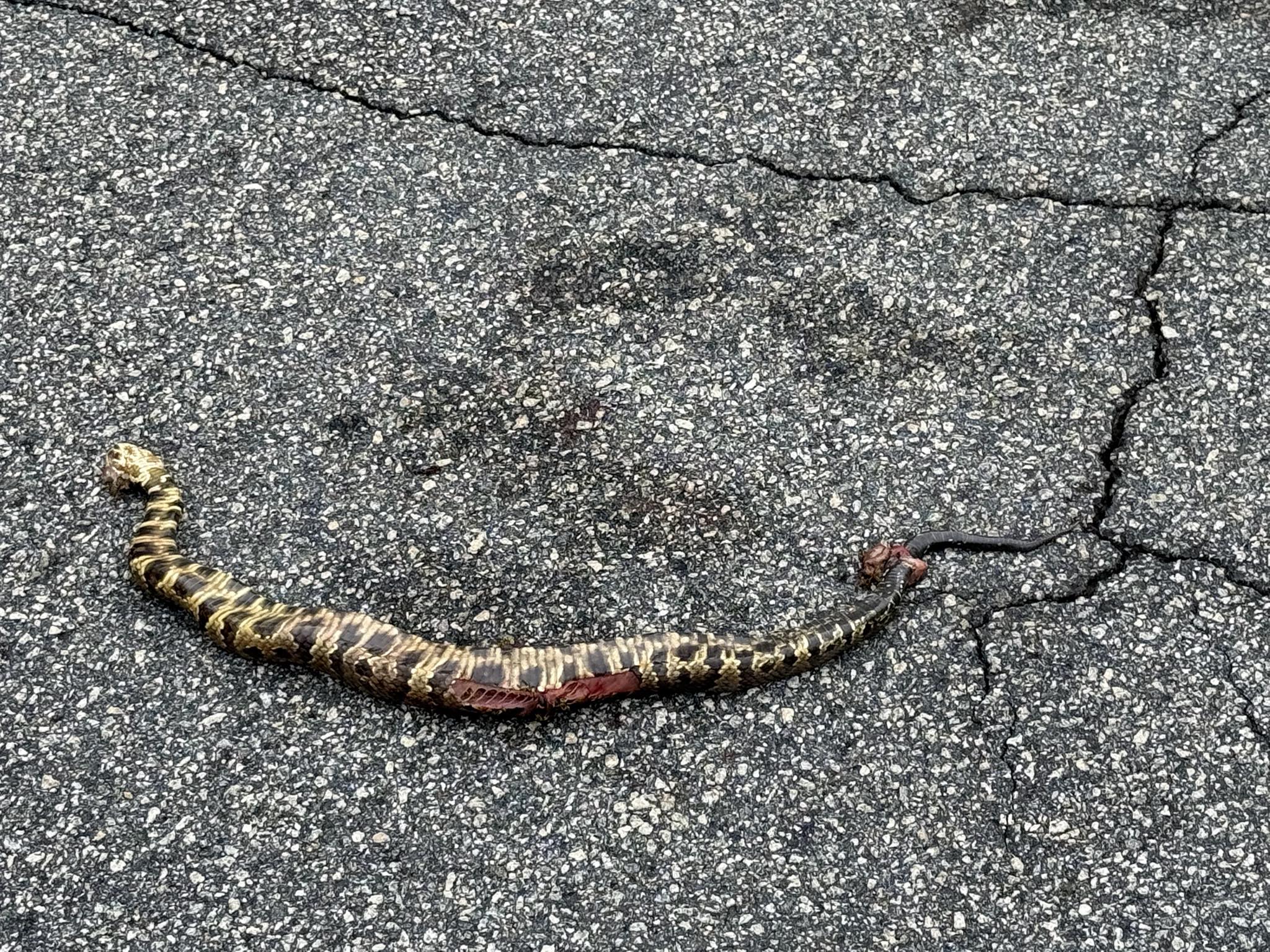 Snake Identification | Timber rattler? | Facebook
