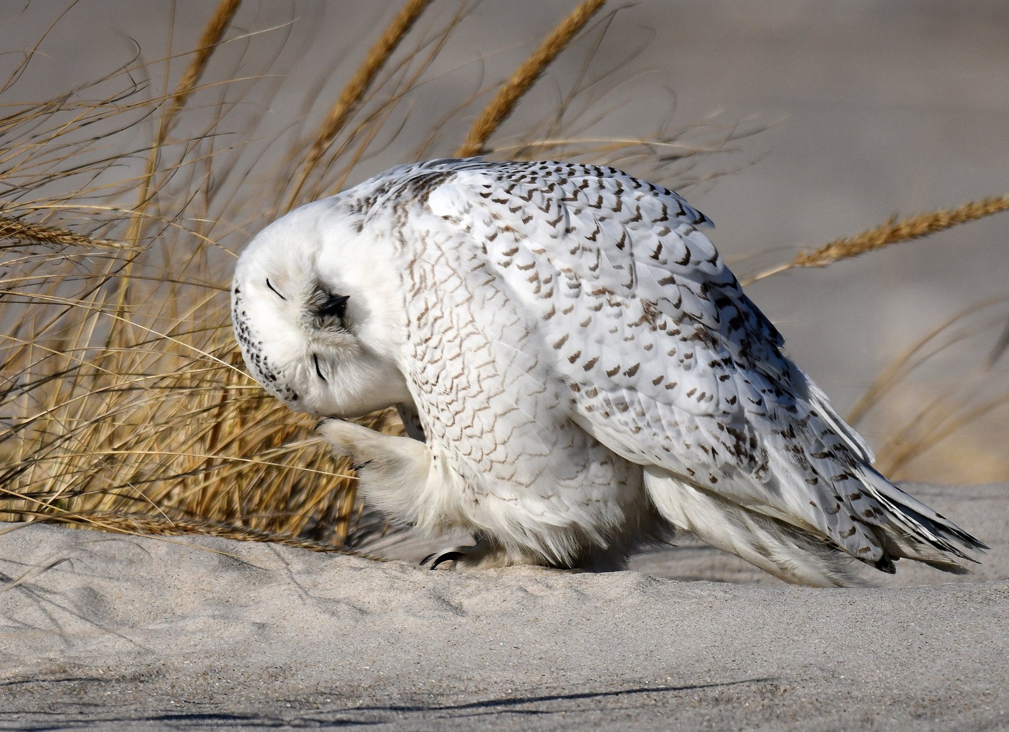 Snowy owl taken with a Nikon z8 , 800 mm , 1.4 tc, 1/2000, f9.