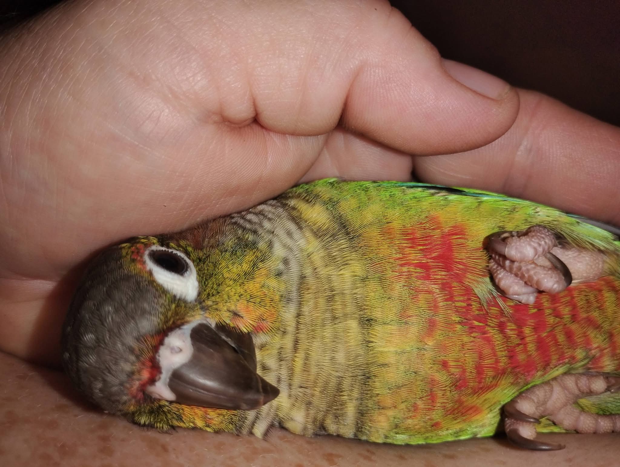 Lost green cheek conure named Pickles in Belton, TX