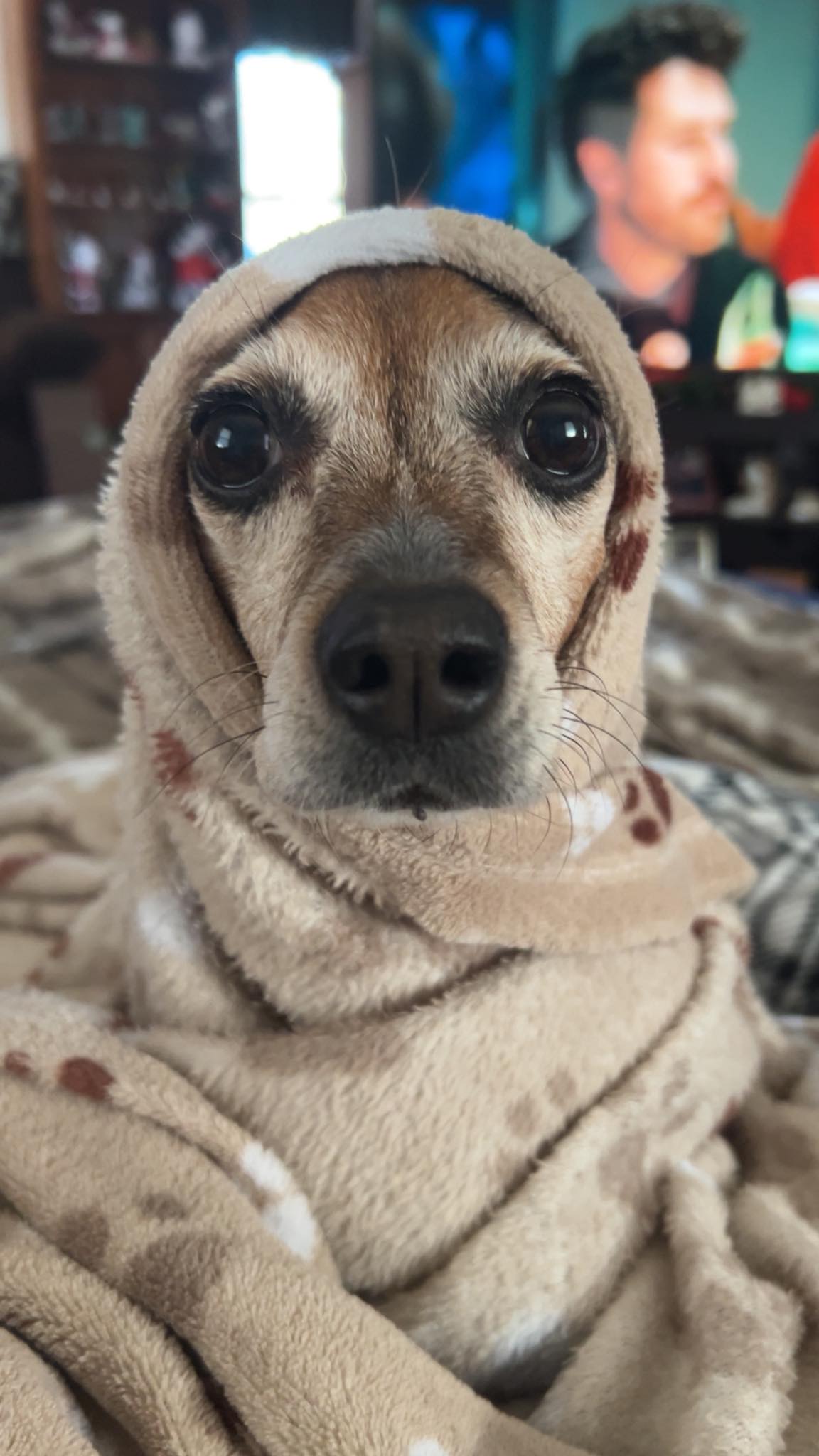 It's babushka season. Let's see your best beagle babushka. This is ...