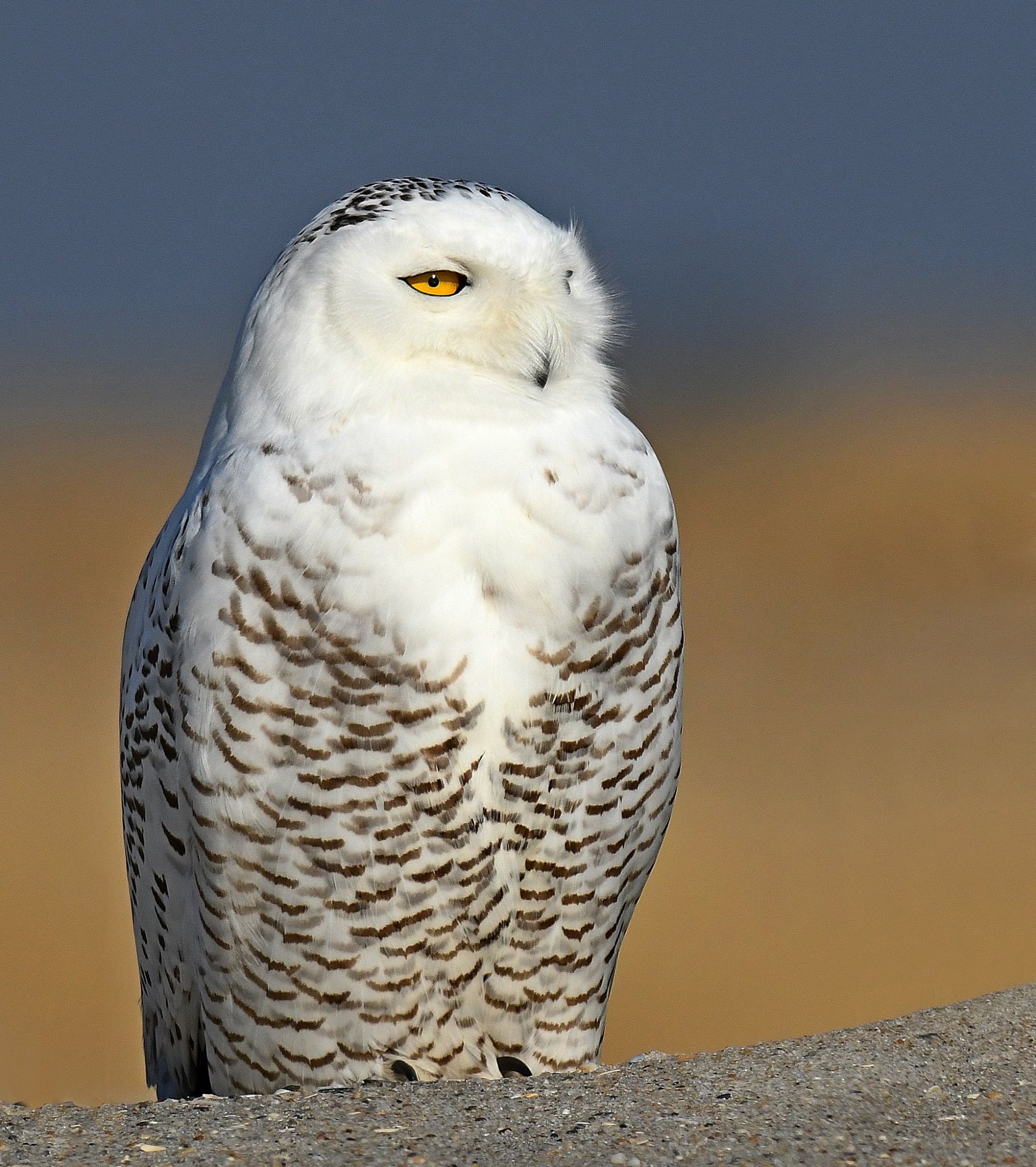 Snowy owl taken with a Nikon z8 , 800 mm , 1.4 tc, 1/2000, f9.
