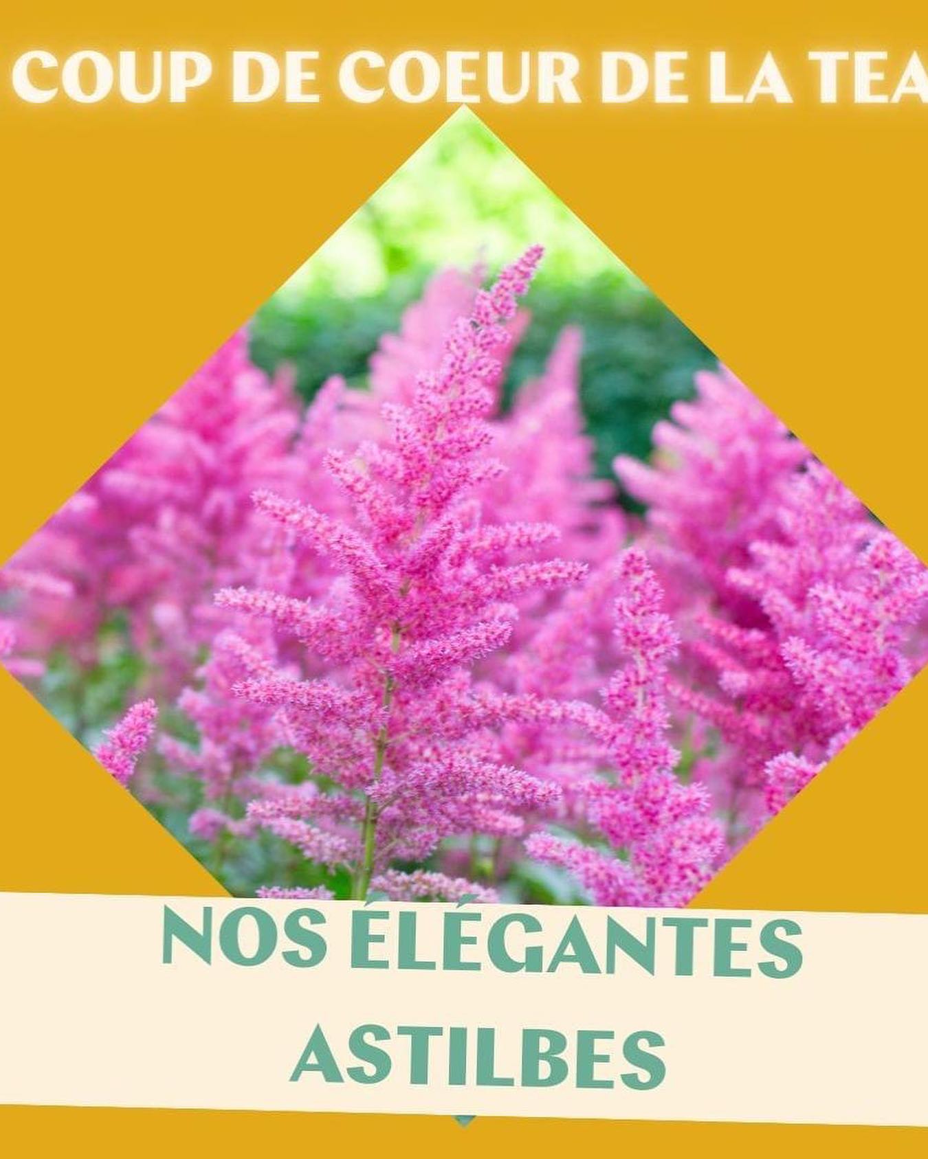 Le coup de 💜 de la team 🌿 ... - Le Jardin de Balgan