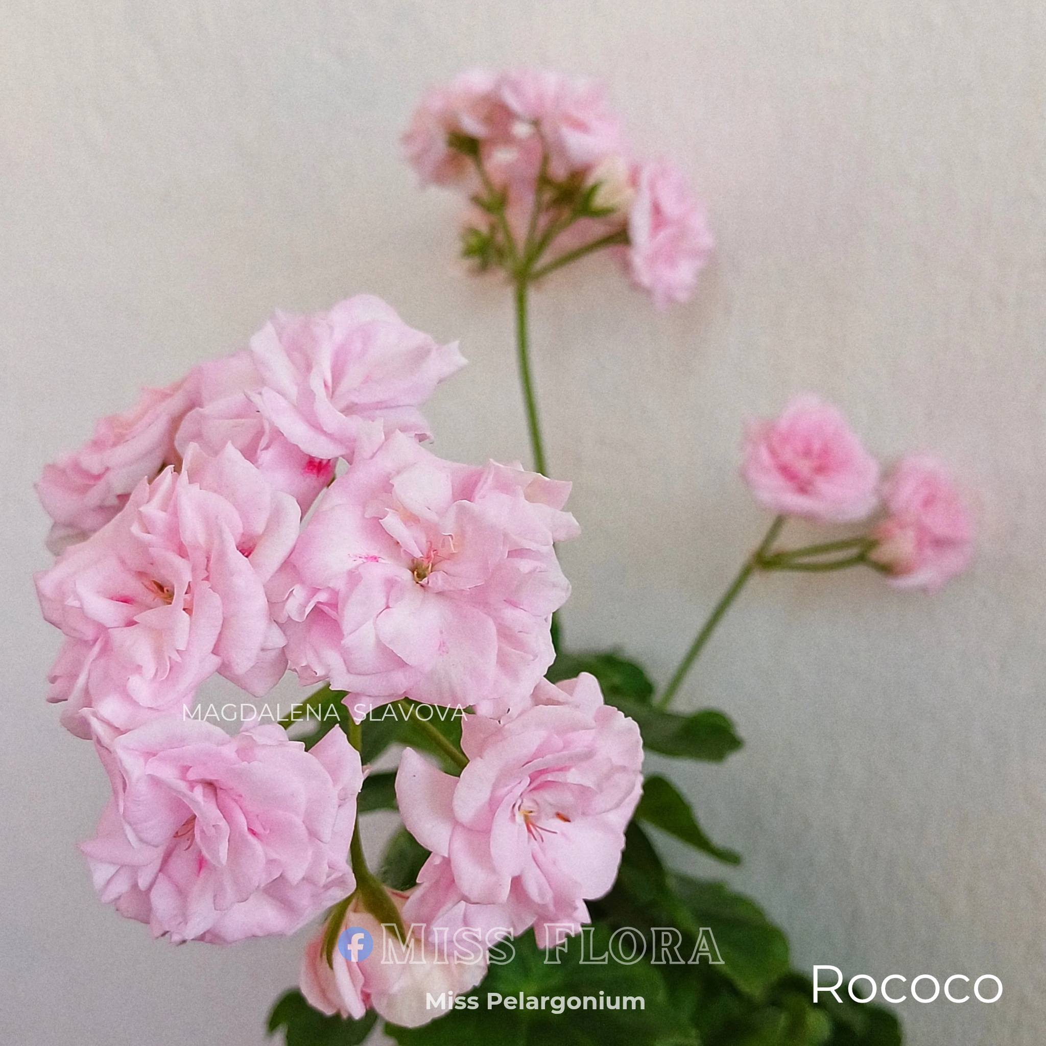 🌸 Pelargonium Rococo 🌸 - Magdalena Slavova | Facebook