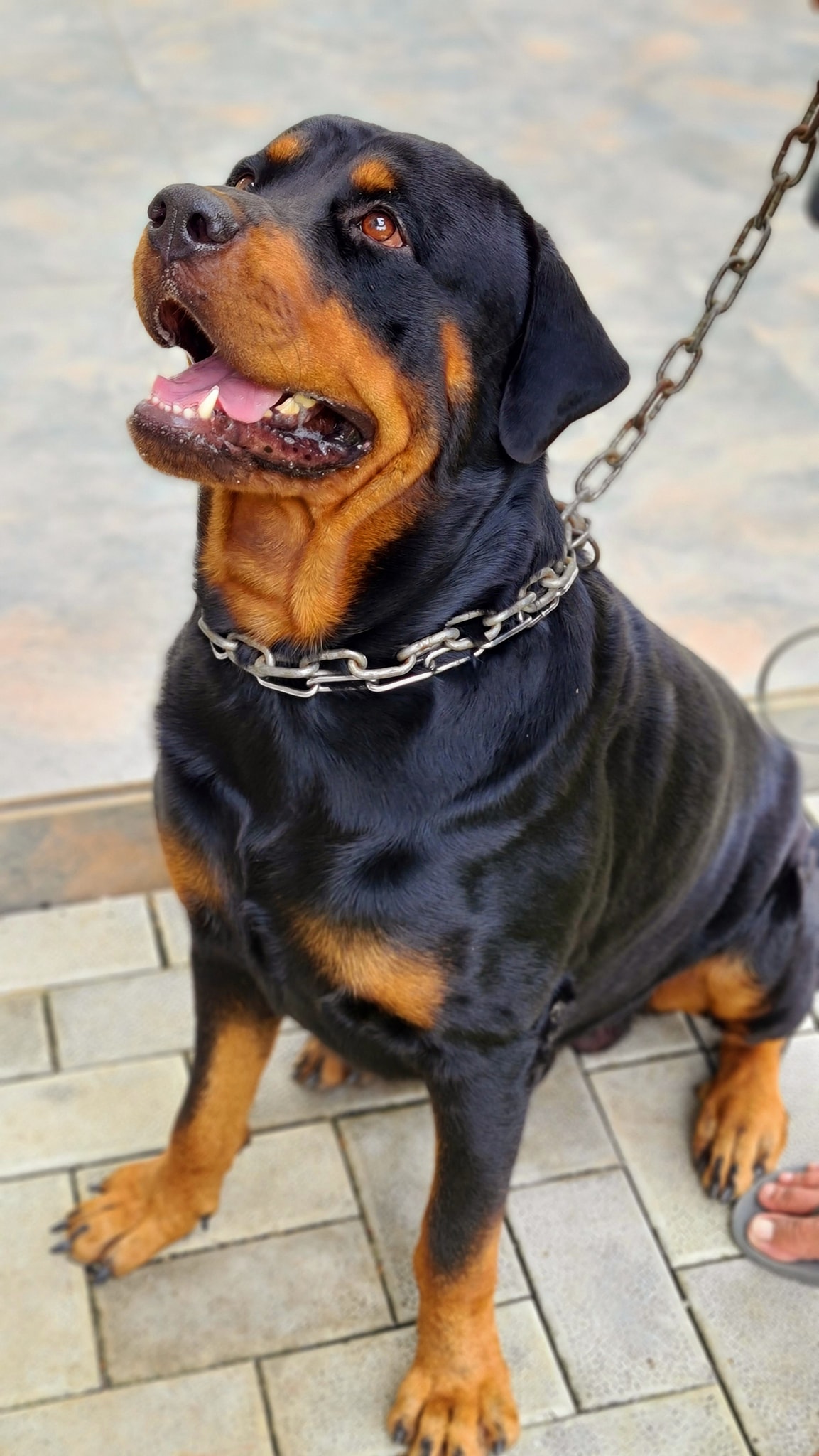 How To Spell Rottweiler Dog