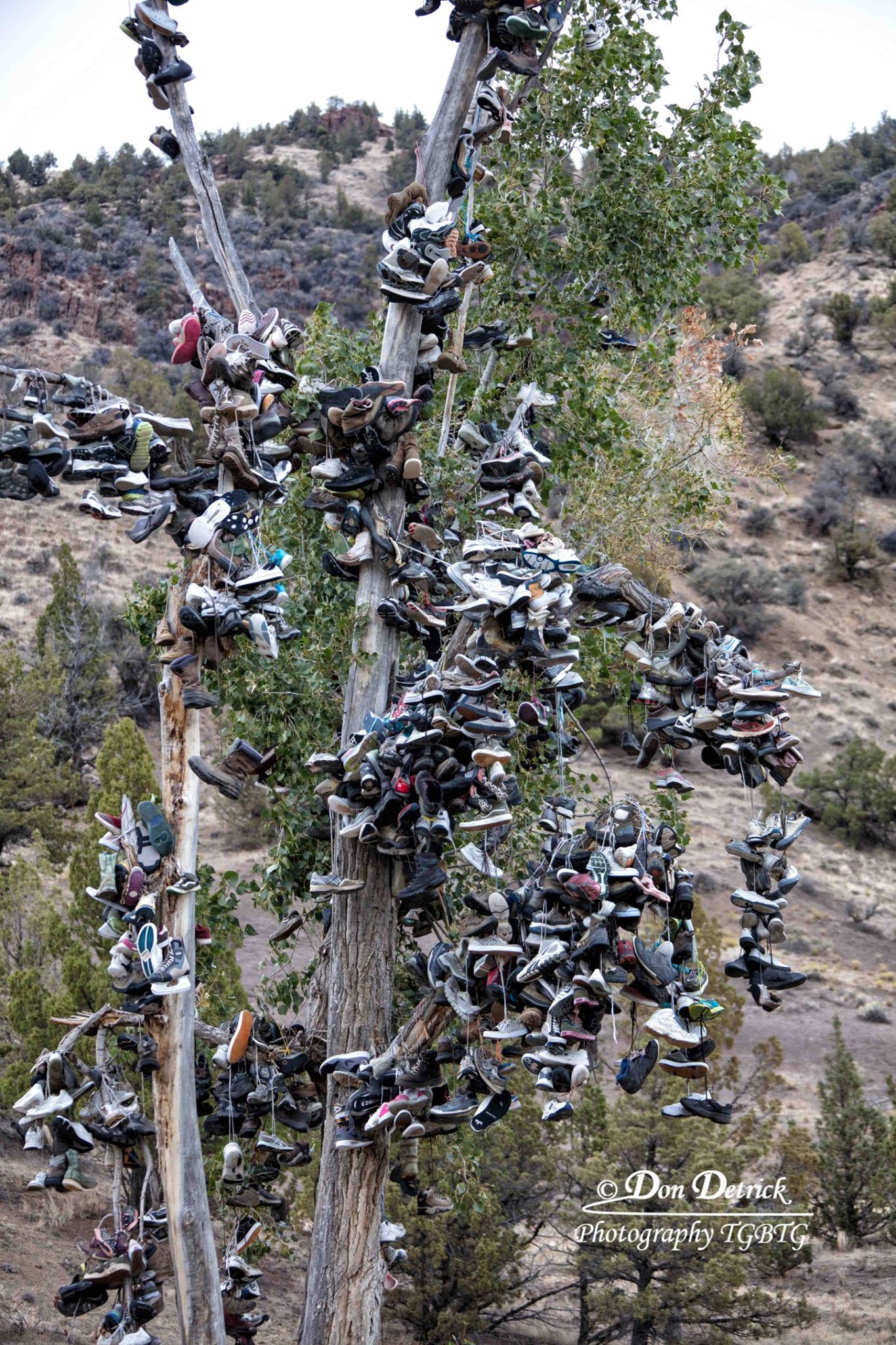 New shoe tree on Highway 20 in Oregon
