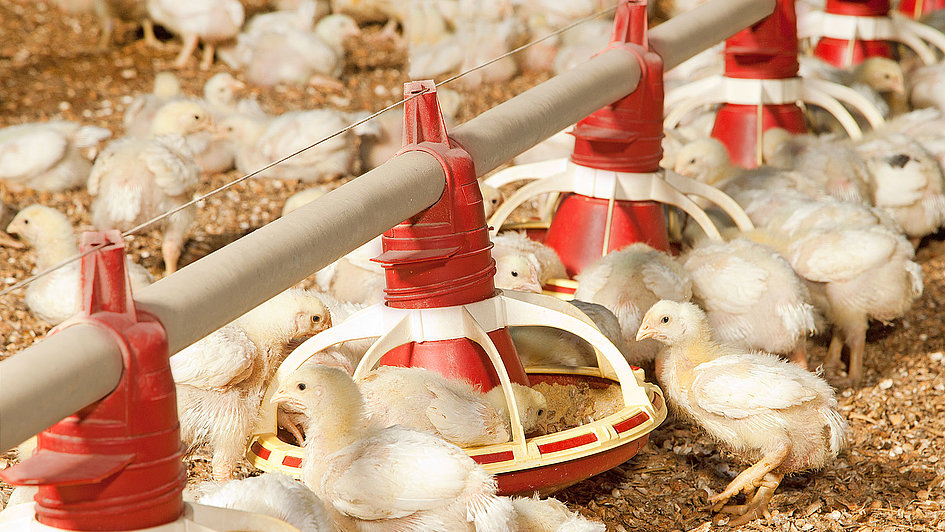 Poultryshed | Sargodha