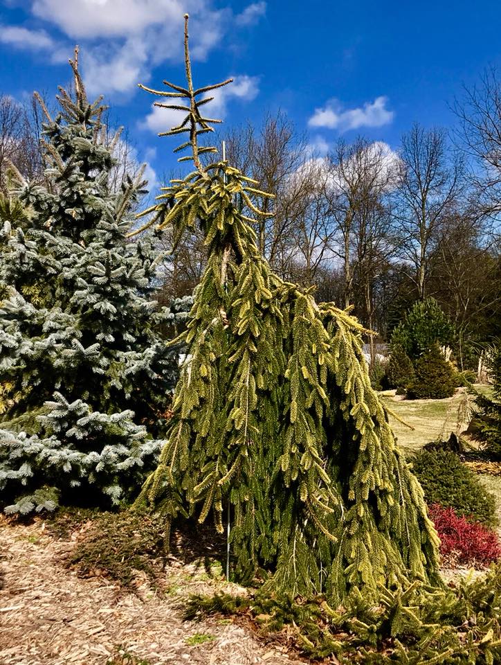 Gold Drift Norway Spruce Picea abies 'Gold Drift' adds color to