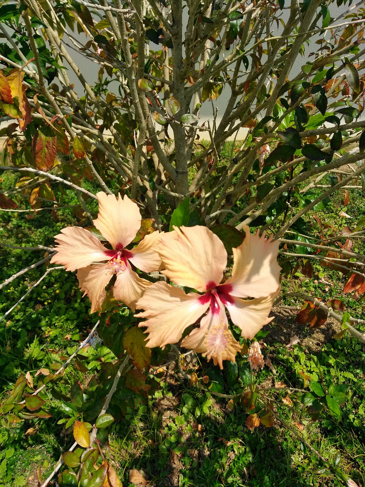 What are these flowers in Japan?