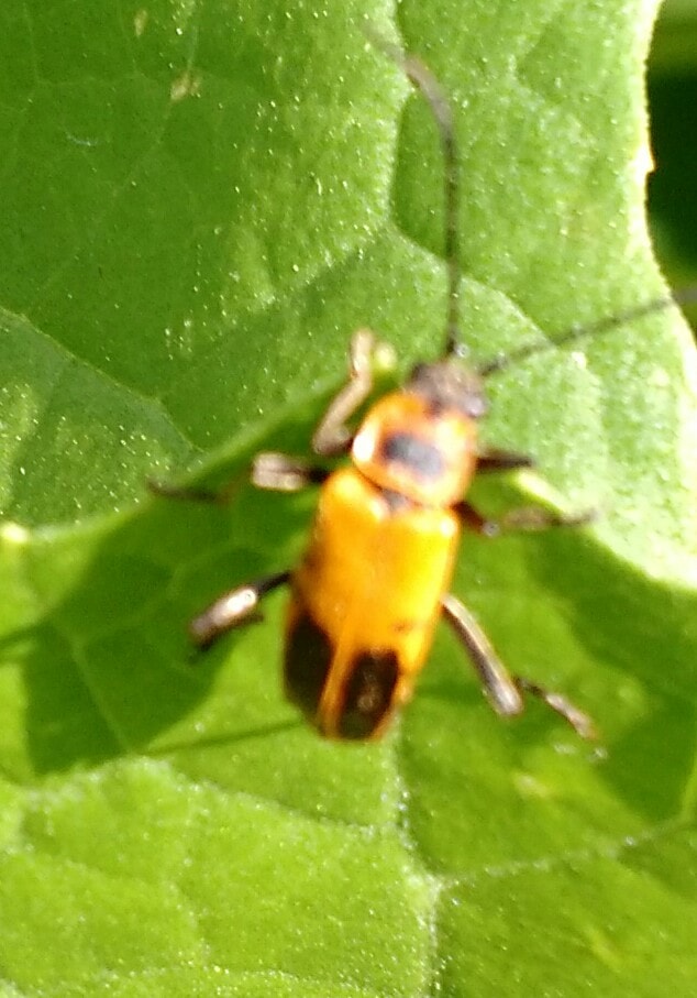 What kind of bug is this and how to get rid of it?