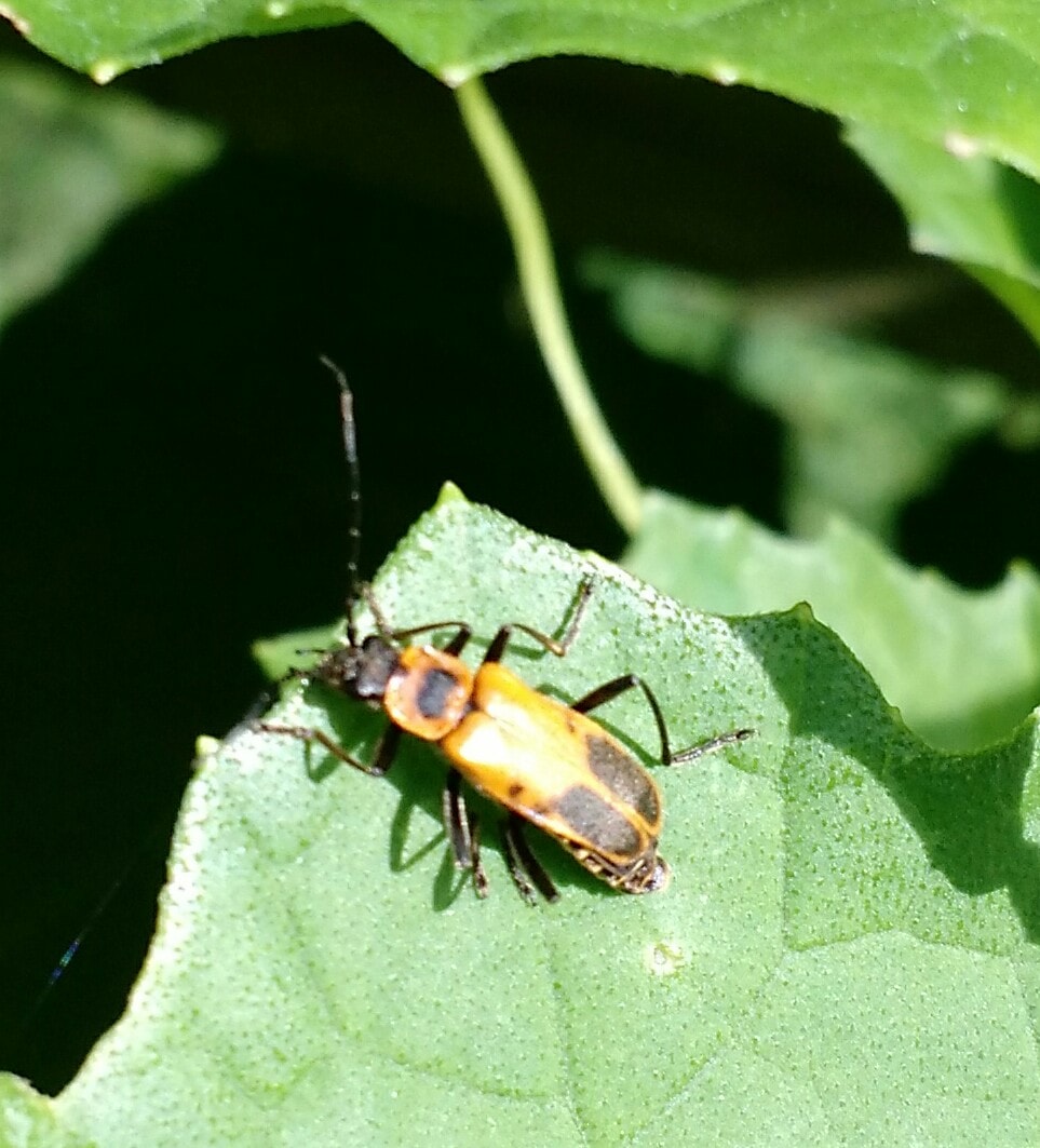 What kind of bug is this and how to get rid of it?