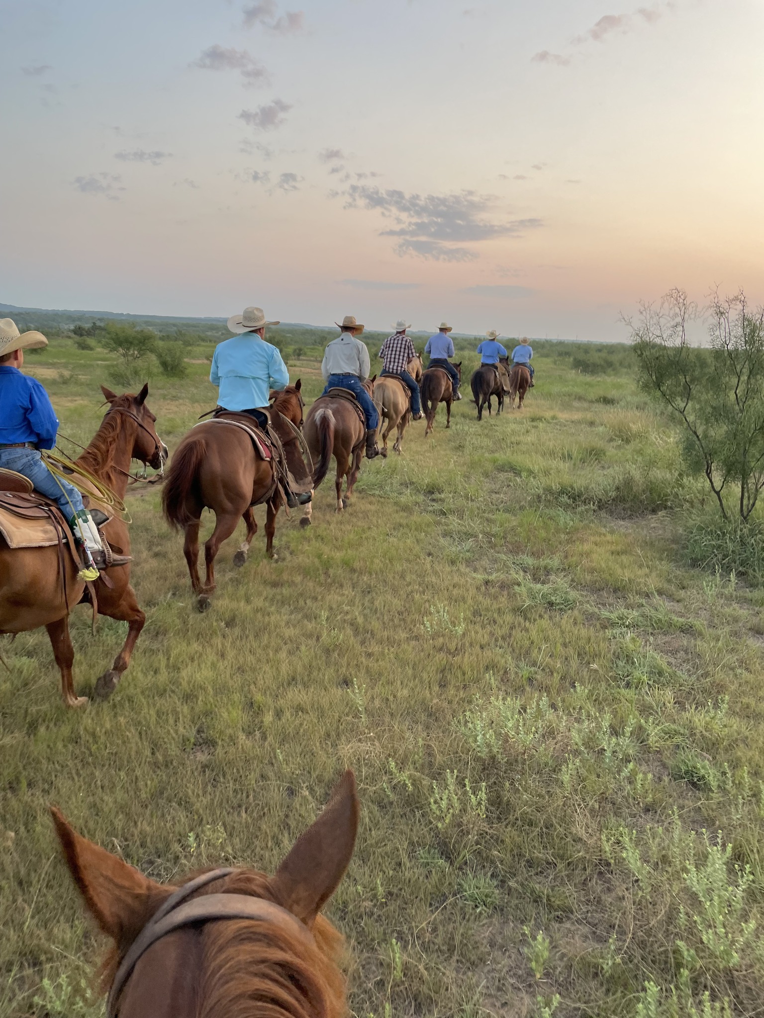 OC Cattle Co and Ranch... - OC Cattle Co and Ranch Horses