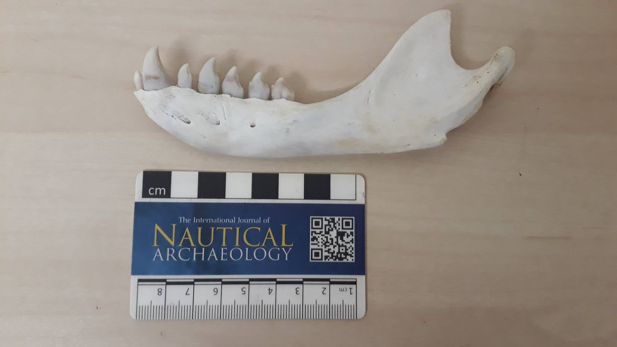 This is the jaw bone that I extracted from the dead grey seal at 