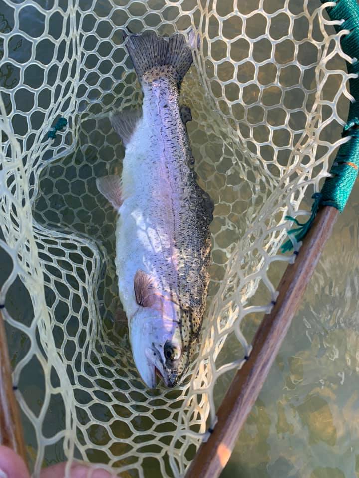 shakespeare 2017 ugly stik tiger spinning rod Buy Stick Boat |7 Ft: Fishermanshub Marryat MR8 Vintage Fly complete fly rod Length/Power:9' Dipsy Fish pictures taken for