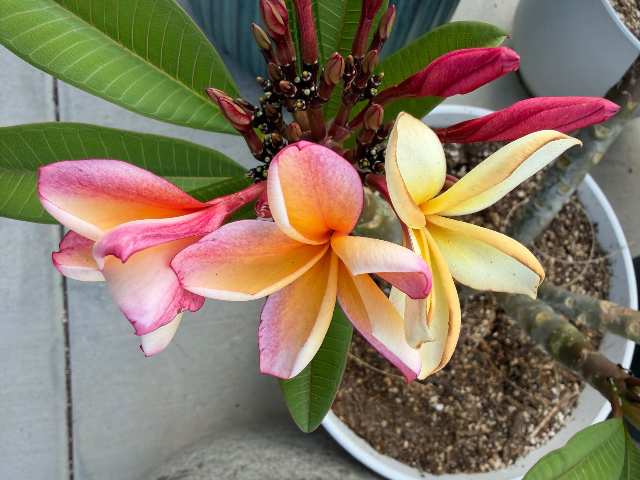 Penang Peach' Plumeria. Used flowers from my three trees to make