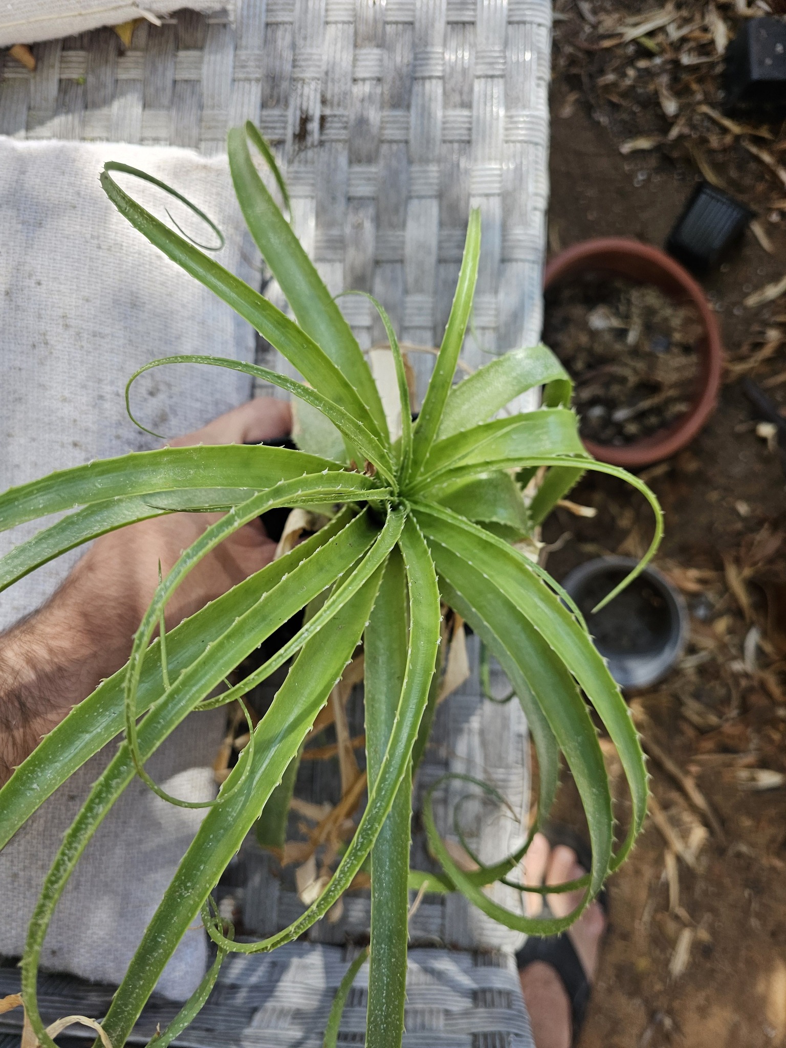 Dyckia Arizona (original clone) x (Toothy x Richard Kaz)