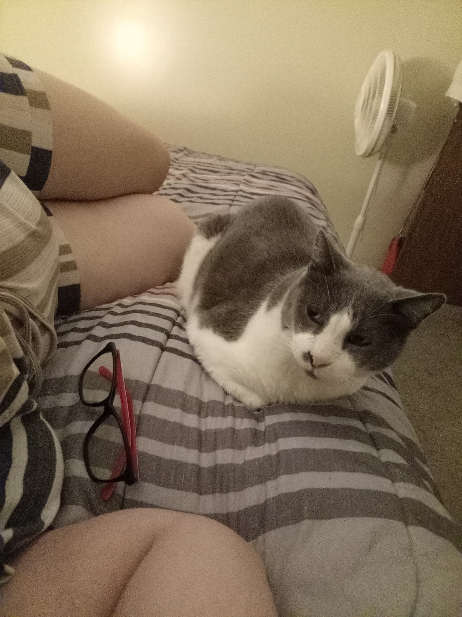 Mr. Jack the cat found in Columbia, Missouri