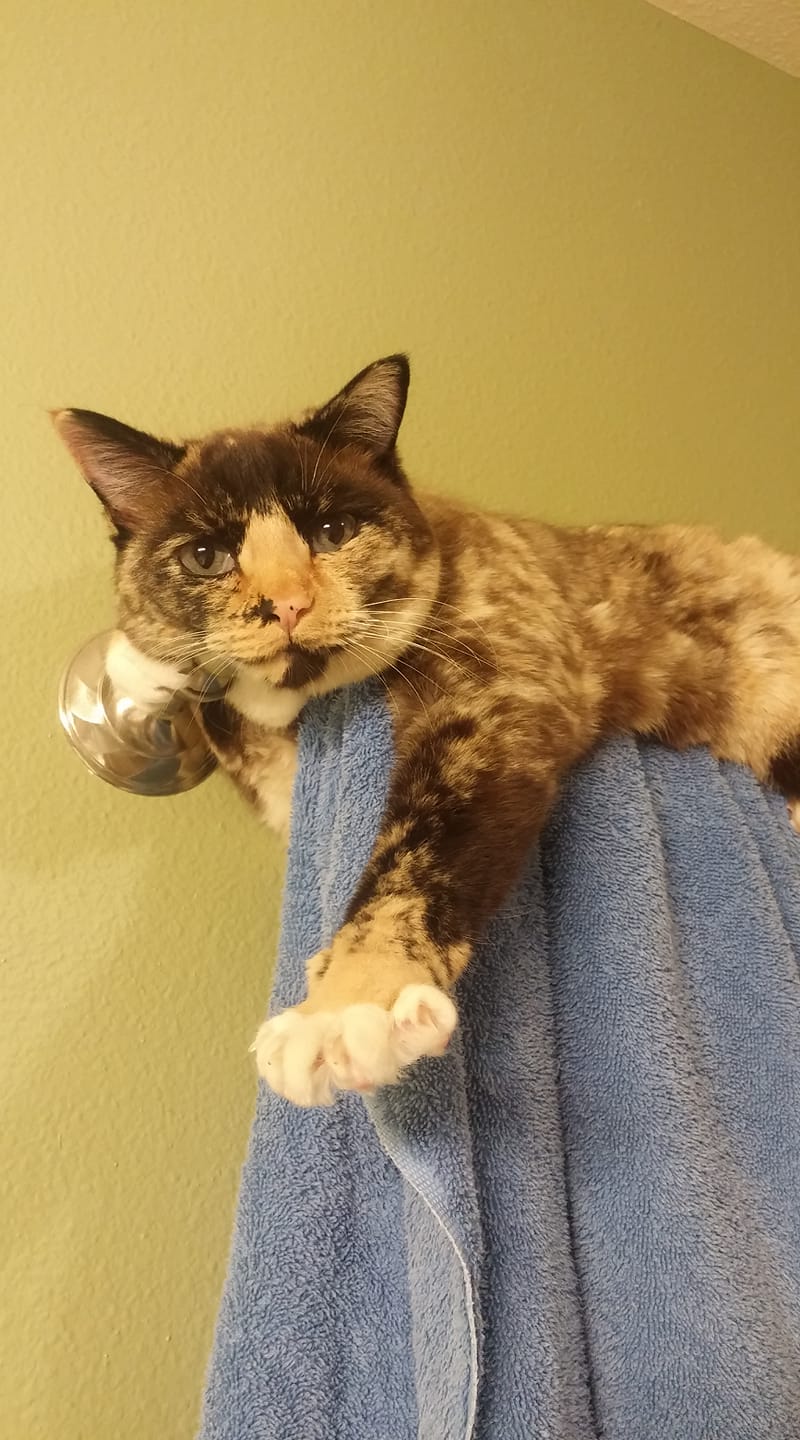 Missing kitten 'Freakyy' in Keizer, OR, last seen at Friends Of