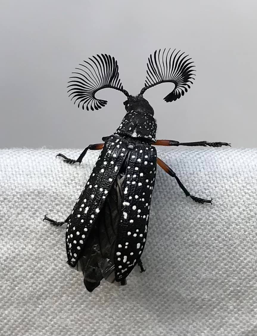 Rhytiphora nigrovirens beetle found in Victoria Australia