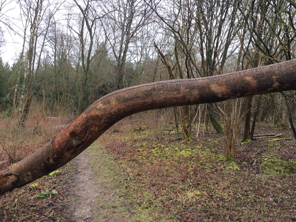 Britain's Ancient and Sacred Trees | Fallen Ash tree , amazing patterns ...