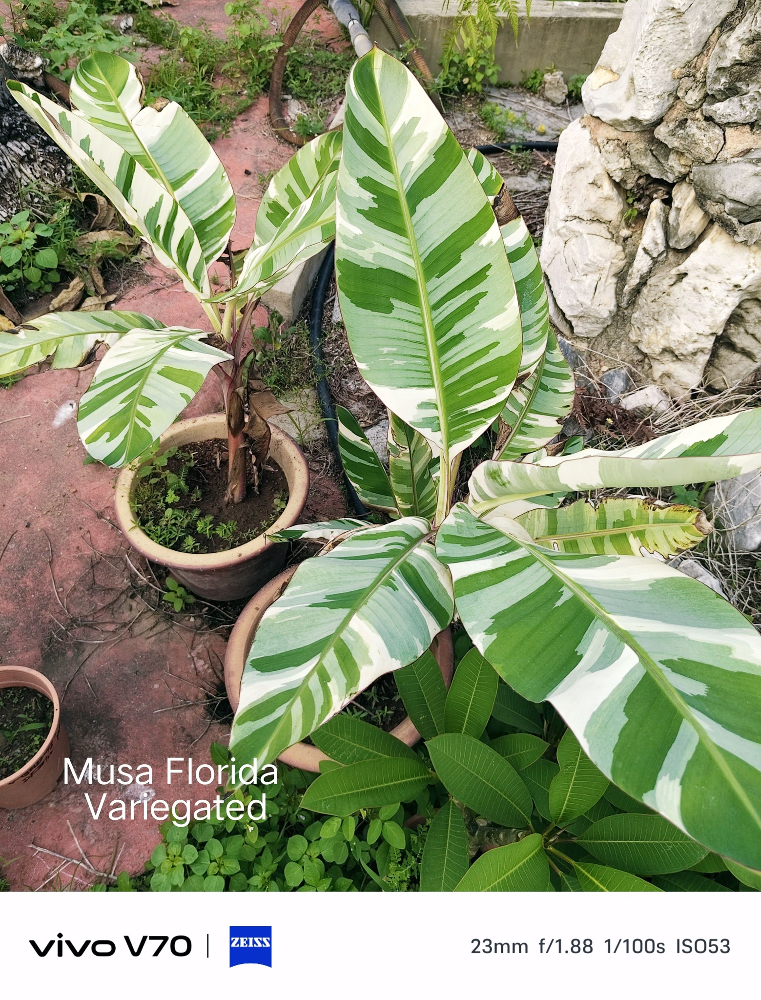 Musa Florida with very beautiful Variegated leaves