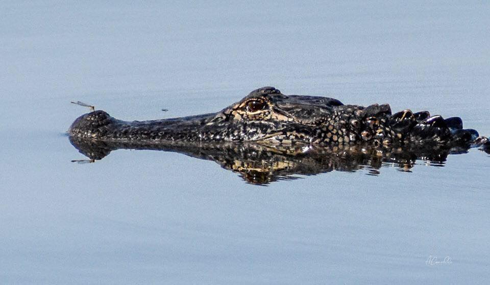 Mississippi Snake Forums and Identification Page | Cats were messing ...