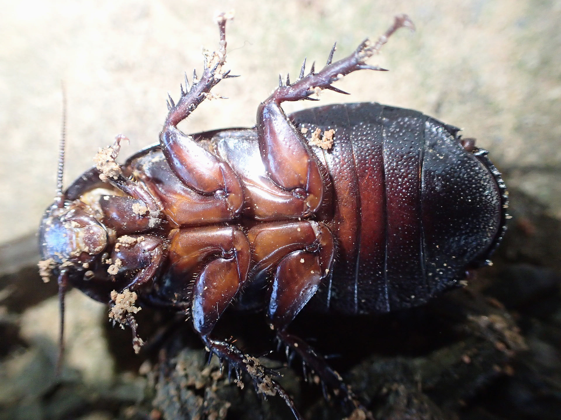 Archiblatta hoeveni, large winged roach found in West Malaysia