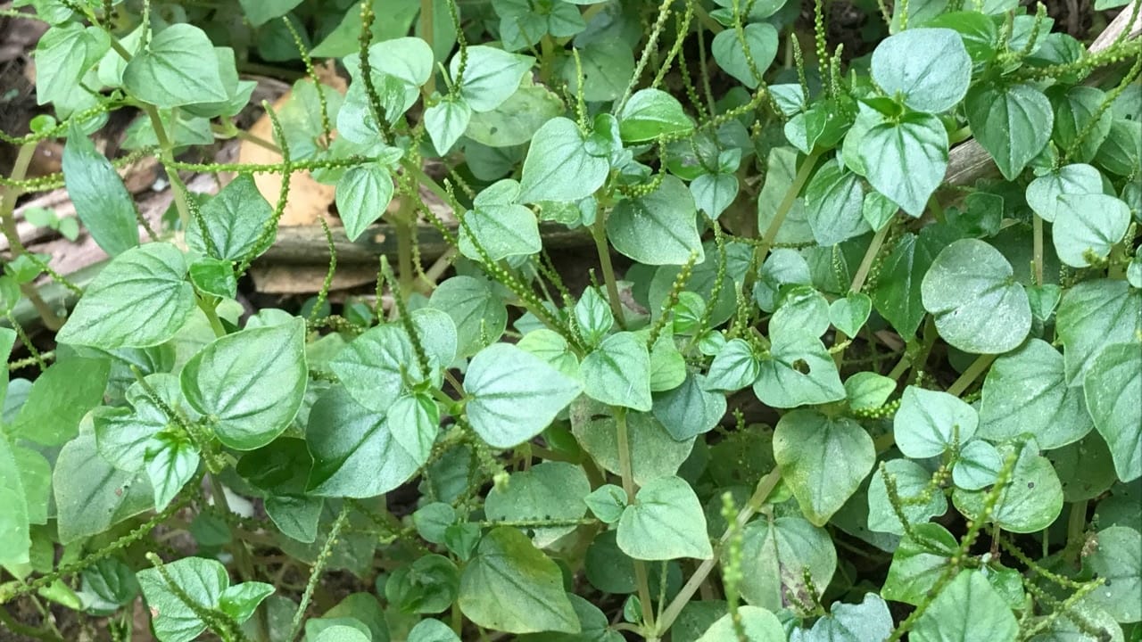 Z中草药保健良方 | 【软骨草】（Peperomia pellucida）～功效清热解毒、消炎化腫，主治口足手症，喉咙发炎，疮起初发，蟲咬蜂蛰 ...