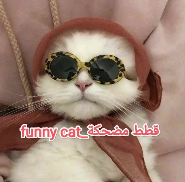 Cat Video Funny Video #FunnyCatVideo pets قطط مضحكة قطط مضحكة كيوت meow ...