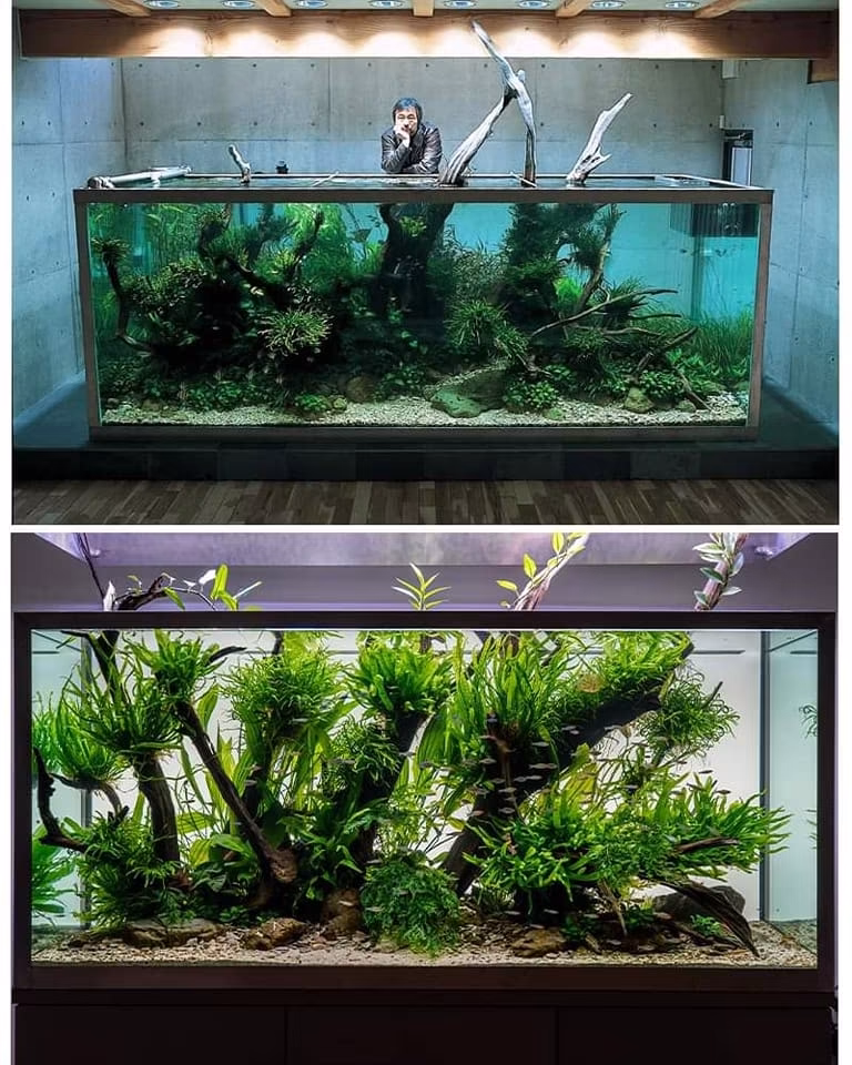 ADA Balance Of Nature Poster ( B. Melanotaenia boesemani) A