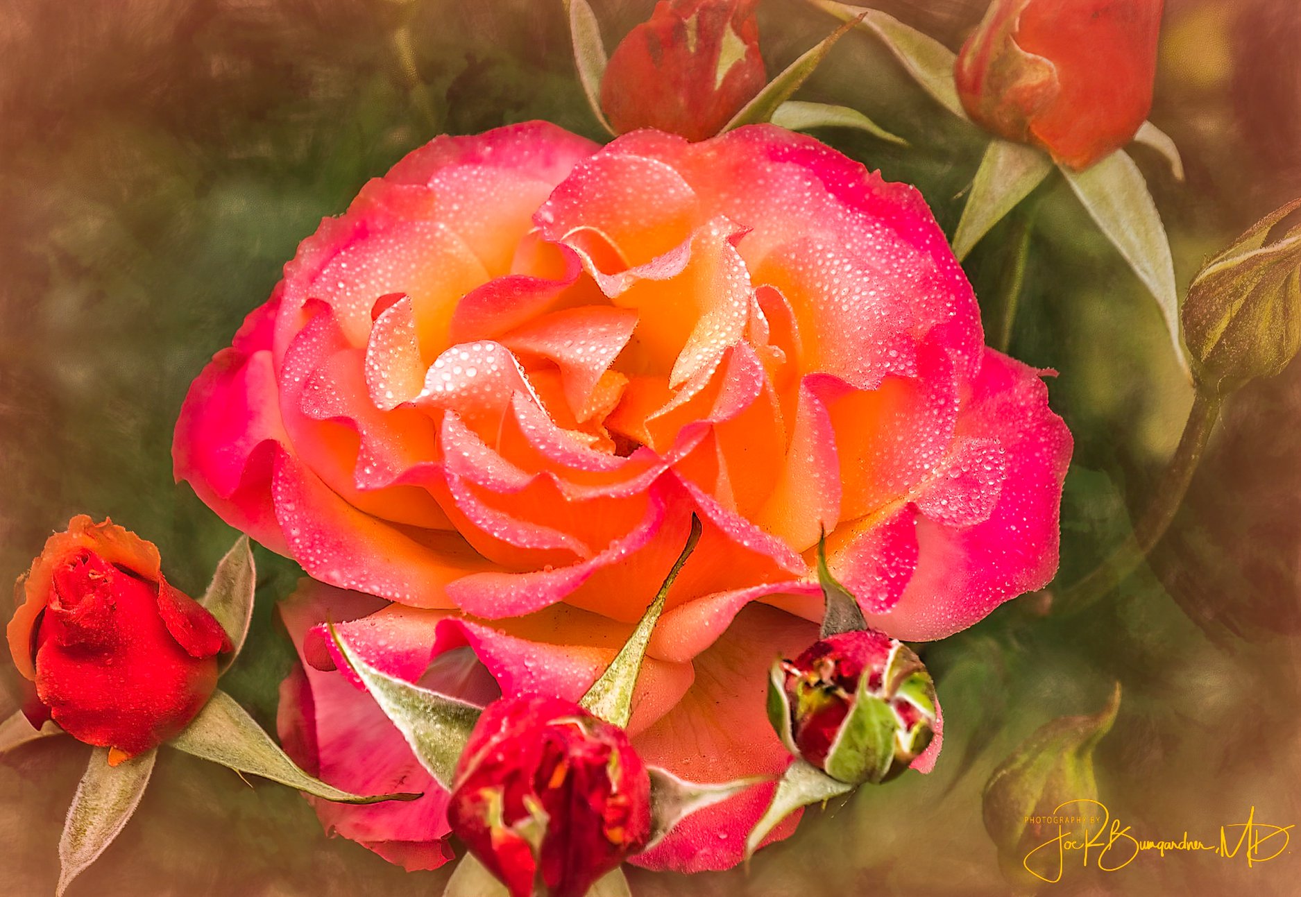 Topaz Labs Community | A RED ROSE FROM VICTORIA BRITISH COLUMBIA ...