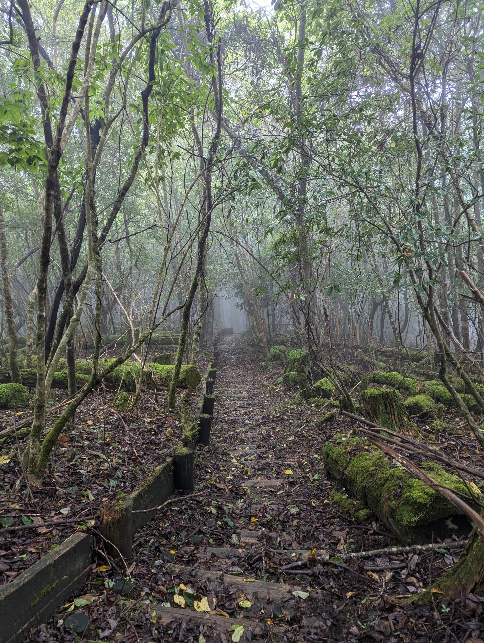 Tokai Nature Trail hike in Japan: 900km solo experience