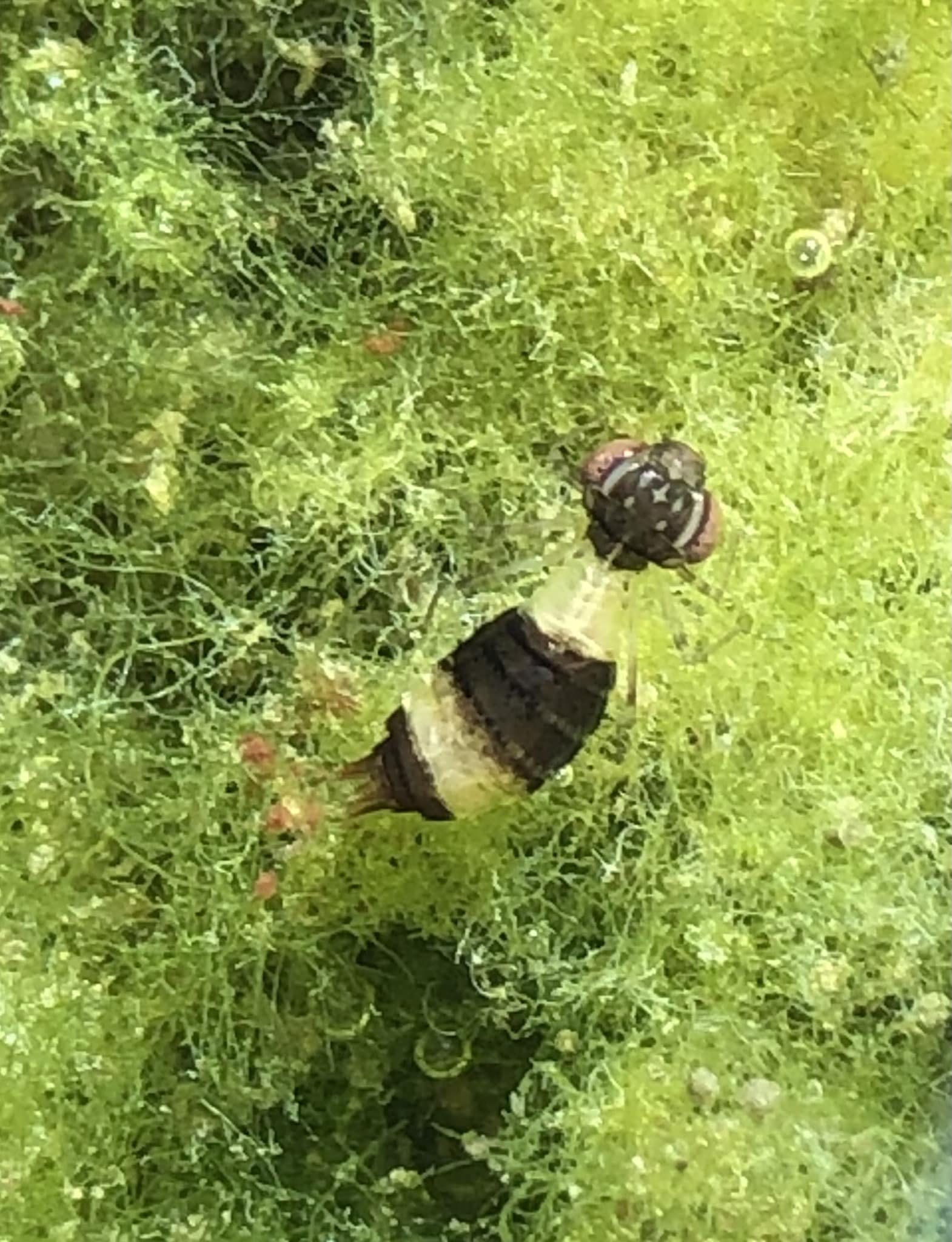 What is this 1cm bug with a stripe in my Kansas City pond?