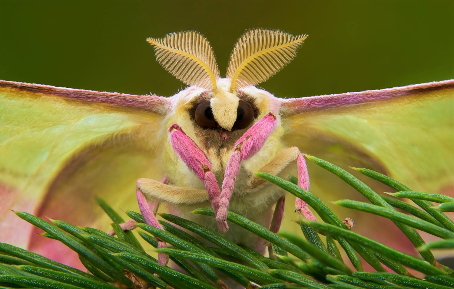 Chinese moon Moth. #butterfly